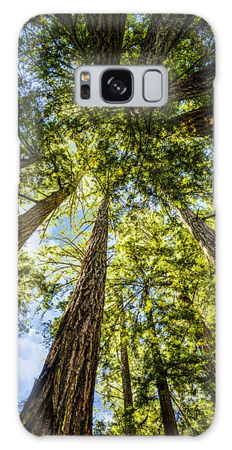 Nature Galaxy Case featuring the photograph Cathedral Grove at Muir Woods by Brian Tada
