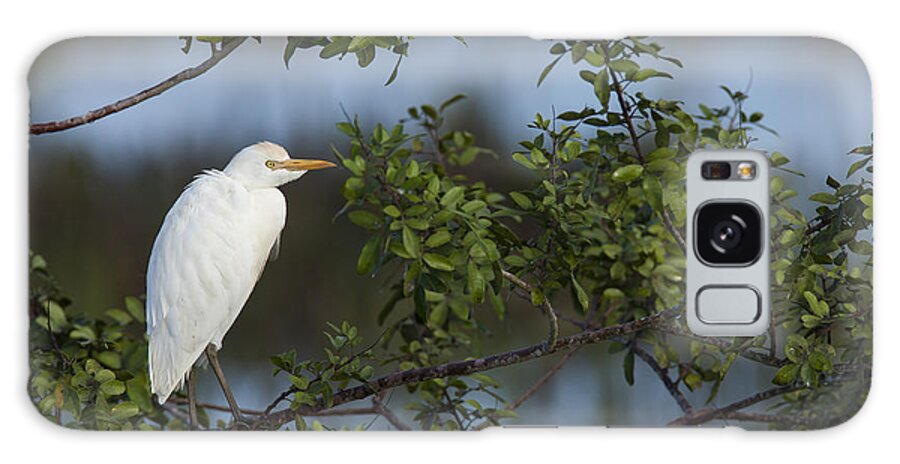 Cattle Galaxy Case featuring the photograph Cattle Egret in the morning light by David Watkins