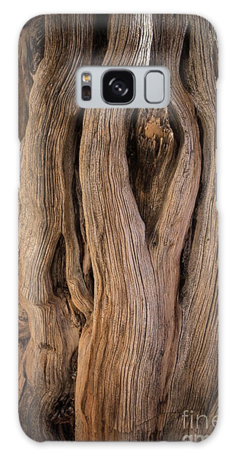 Tree Galaxy Case featuring the photograph Cedar Breaks Old Bristlecone Pine Stump by Edward Fielding