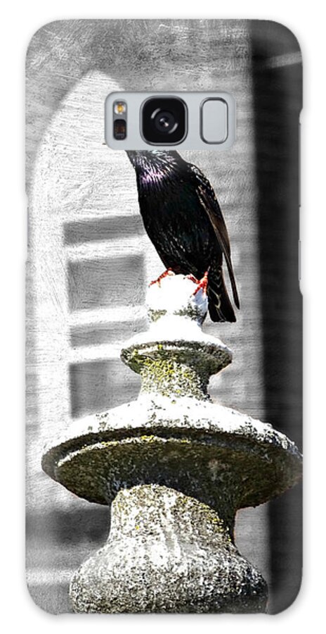 Cemetery Starling Galaxy Case featuring the photograph Cemetery Starling by Dark Whimsy