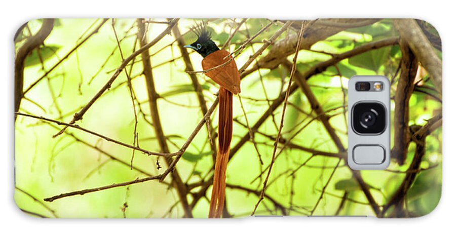 Yala National Park Galaxy S8 Case featuring the photograph Ceylon paradise flycatcher by Venura Herath