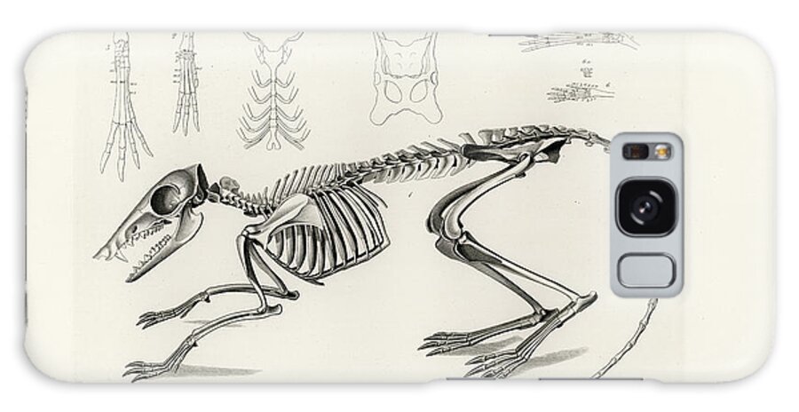Osteology Galaxy Case featuring the drawing Checkered Elephant Shrew skeleton by W Wagenschreiber