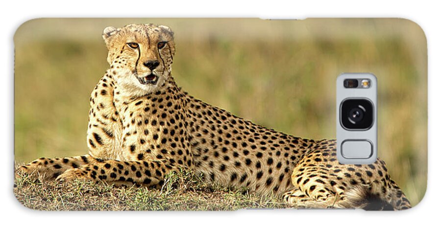 Cheetah Galaxy S8 Case featuring the photograph Cheetah Resting by Steven Upton