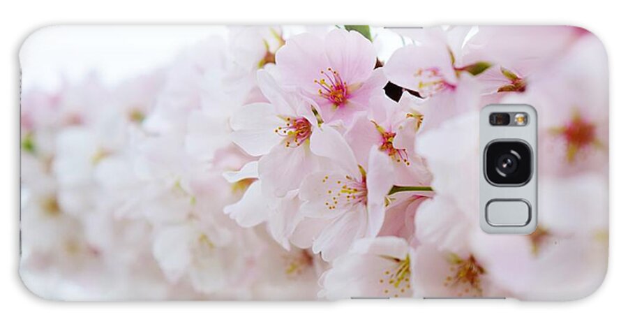 Cherry Blossom Galaxy Case featuring the photograph Cherry Blossom Focus by Nicole Lloyd