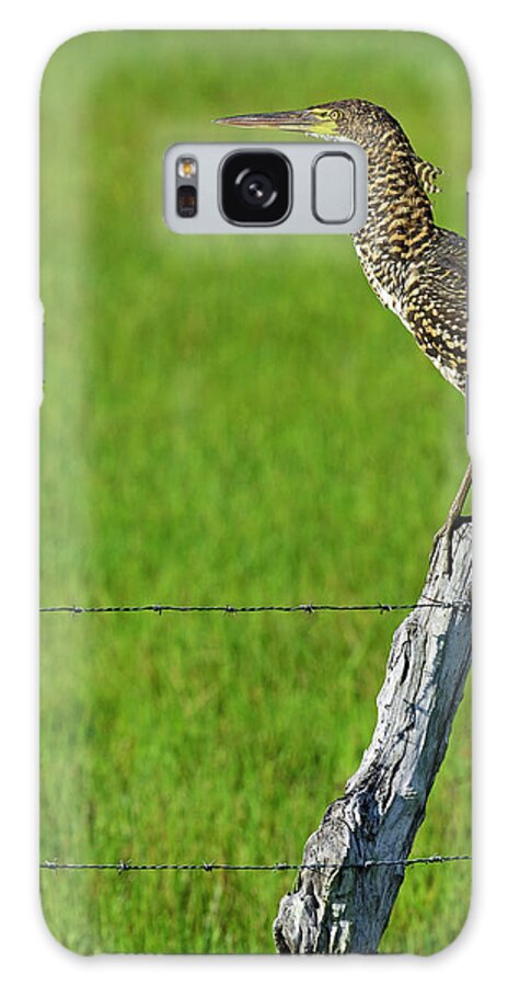 Rufescent Tiger Heron Galaxy Case featuring the photograph Chevron by Tony Beck
