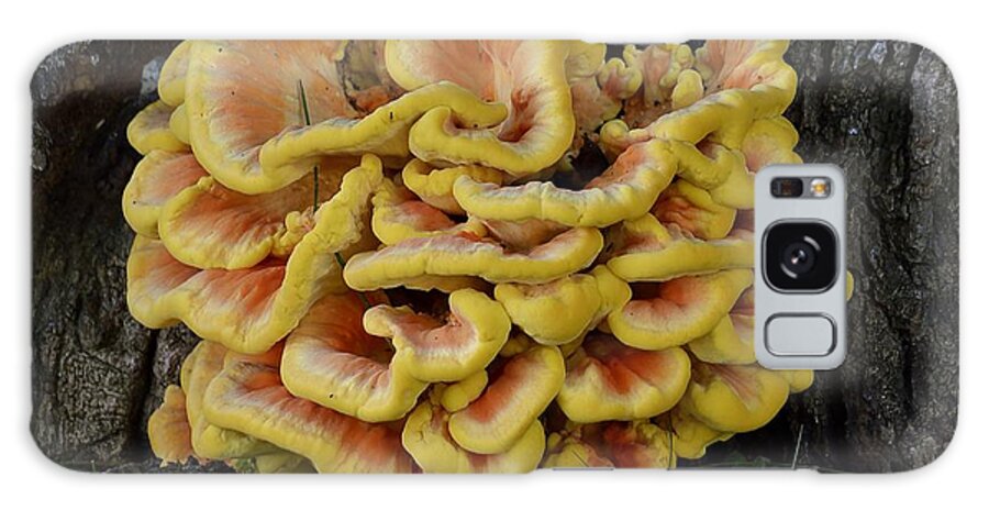 High Virginia Images Galaxy Case featuring the photograph Chicken of the Woods by Randy Bodkins