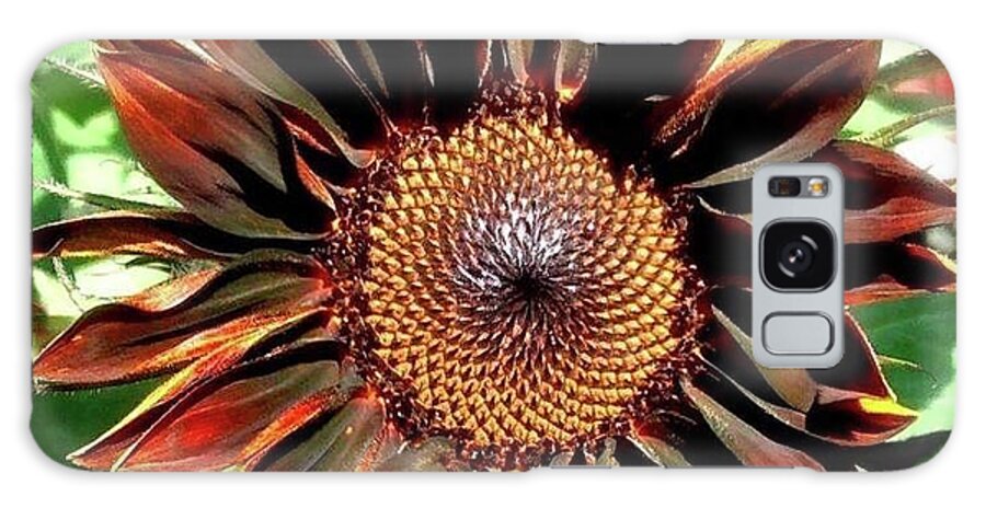 Chocolate Galaxy Case featuring the photograph Chocolate Sunflower by 'REA' Gallery