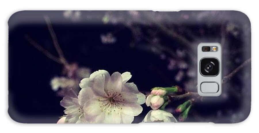 Springfling Galaxy Case featuring the photograph Christmas Cherry Bloom. 🎄🍒🌸 by Katie Cupcakes