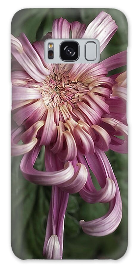 Flower Galaxy Case featuring the photograph Chrysanthemum 'Jefferson Park' by Ann Jacobson