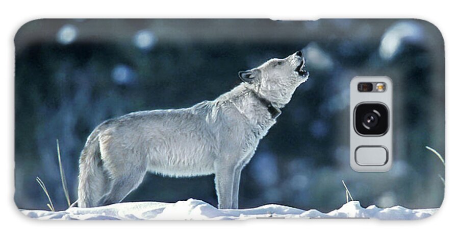 Mark Miller Photos Galaxy Case featuring the photograph Cinderella Wolf 42F by Mark Miller