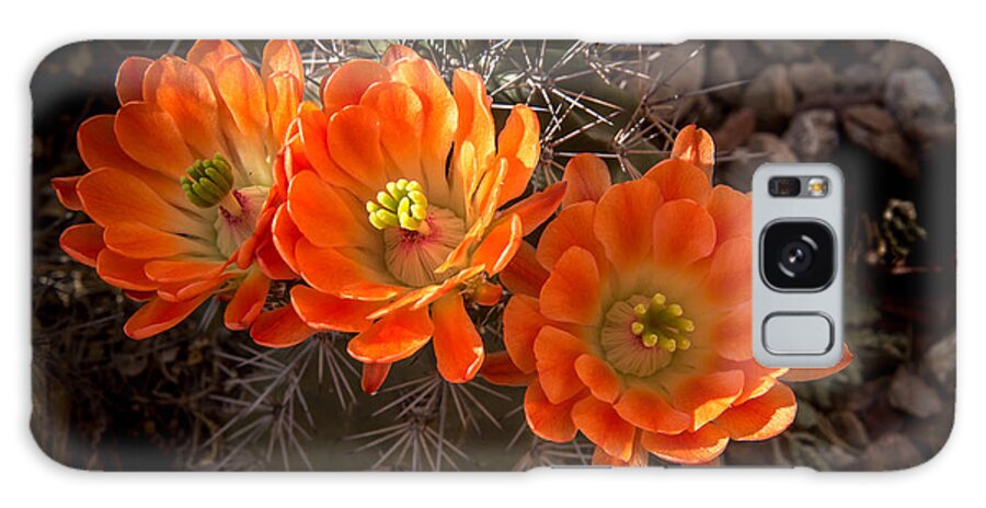 Arizona Galaxy Case featuring the photograph Claret Cup Cactus Flowers by Paul LeSage