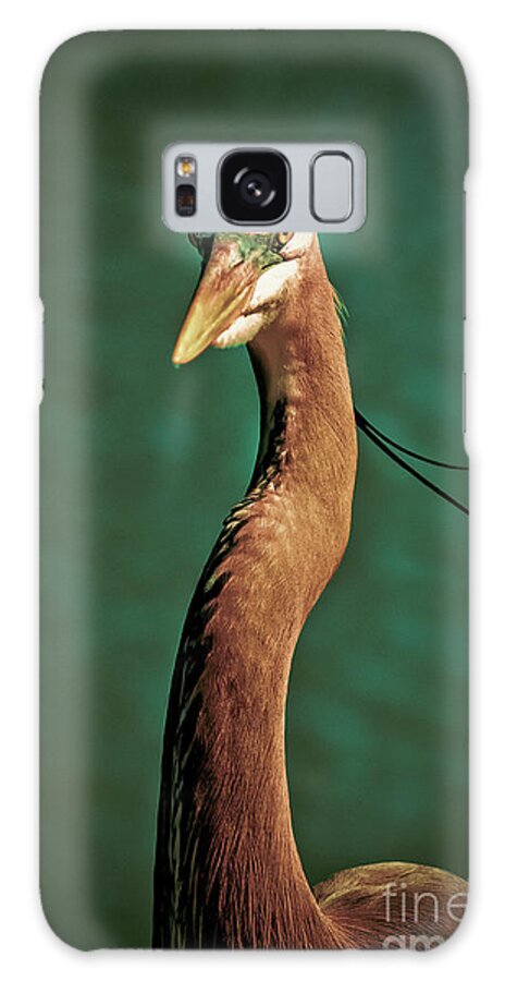 Ardea Herodias Galaxy Case featuring the photograph Close-up of a Great Blue Heron by Stefano Senise