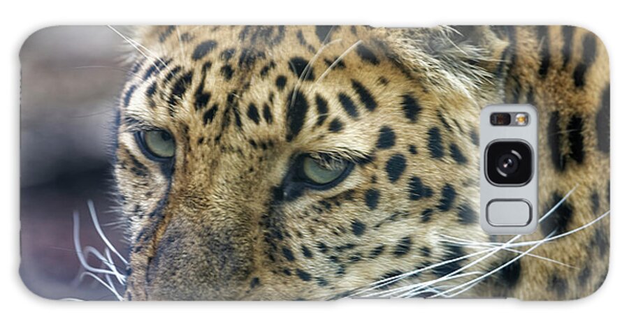 Leopard Galaxy Case featuring the photograph Close up of Leopard by Peter Ponzio