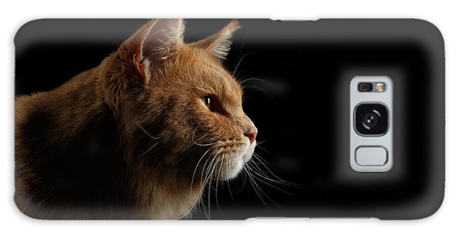 Cat Galaxy Case featuring the photograph Close-up Portrait Ginger Maine Coon Cat Isolated on Black Background by Sergey Taran