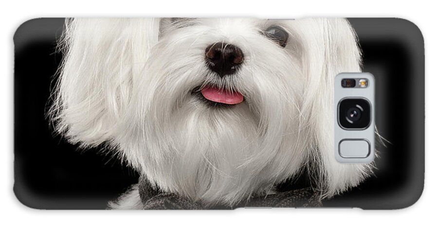 Maltese Galaxy S8 Case featuring the photograph Closeup Portrait of Happy White Maltese Dog with bow Looking in Camera isolated on Black background by Sergey Taran