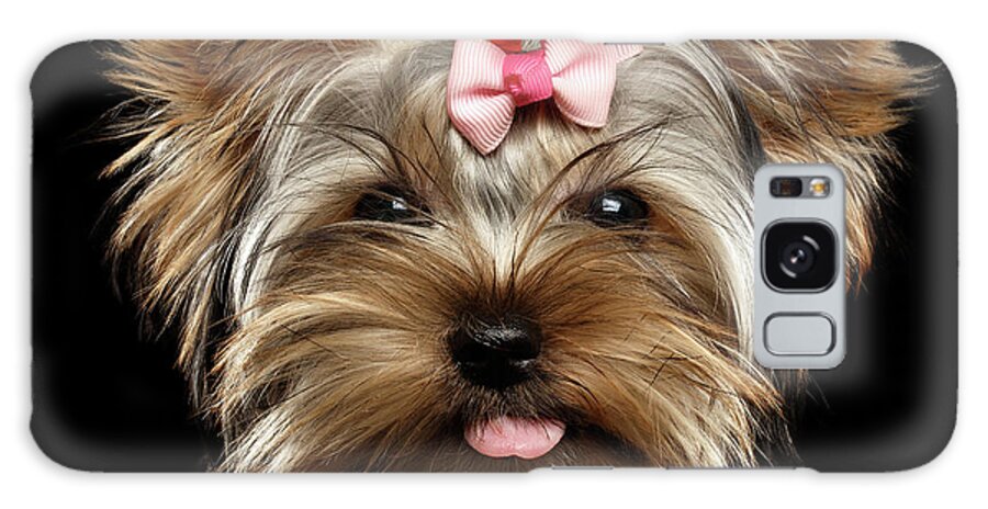 Terrier Galaxy Case featuring the photograph Closeup Portrait of Yorkshire Terrier Dog on Black background by Sergey Taran