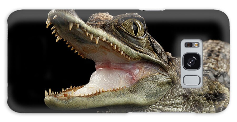 Crocodile Galaxy Case featuring the photograph Closeup Young Cayman Crocodile, Reptile with opened mouth Isolated on Black Background by Sergey Taran