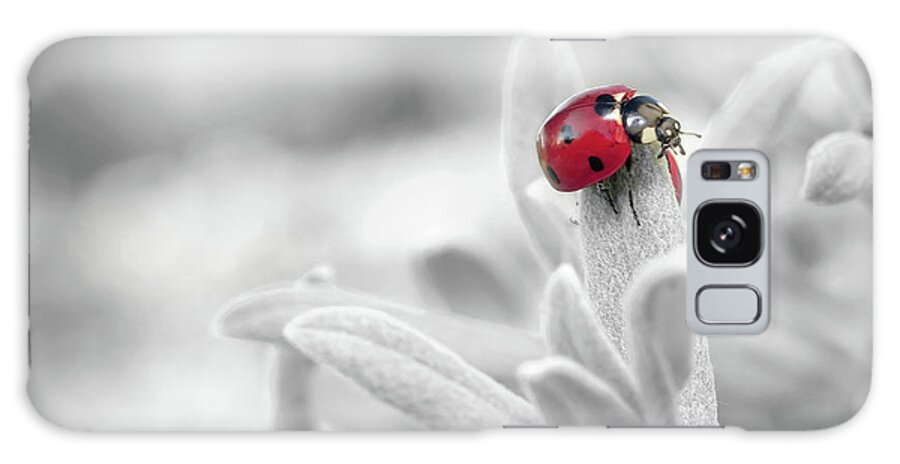 Lady Bug Galaxy Case featuring the photograph Colorful Happy Ladybug Wall Art by Wall Art Prints