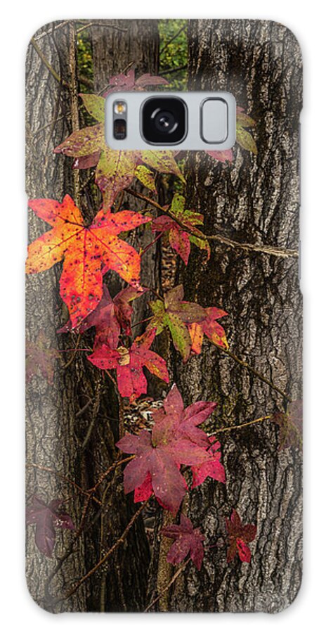 Fall Galaxy Case featuring the photograph Colors Of Fall by Randall Evans