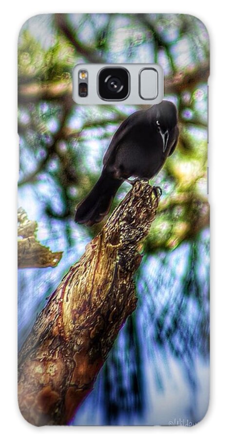 Birds Galaxy Case featuring the photograph Common Grackle by Brenda Wilcox aka Wildeyed n Wicked