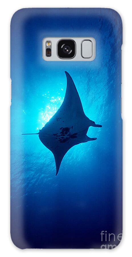 A86b Galaxy Case featuring the photograph Common Manta Ray by Ed Robinson - Printscapes