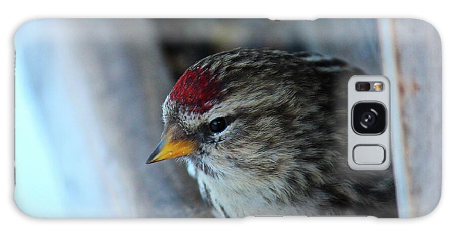 Redpoll Galaxy Case featuring the photograph Common Redpoll by Ann E Robson