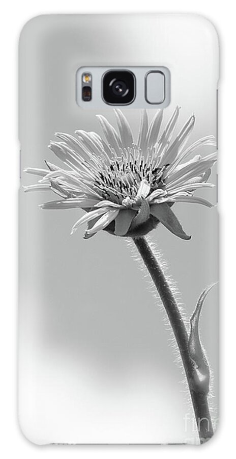 Compass Plant Galaxy Case featuring the photograph Compass Plant - Monochrome by Anita Oakley