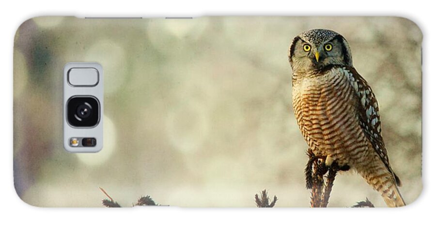 Hawk Owl Galaxy Case featuring the photograph Convenient Perch by Heather King