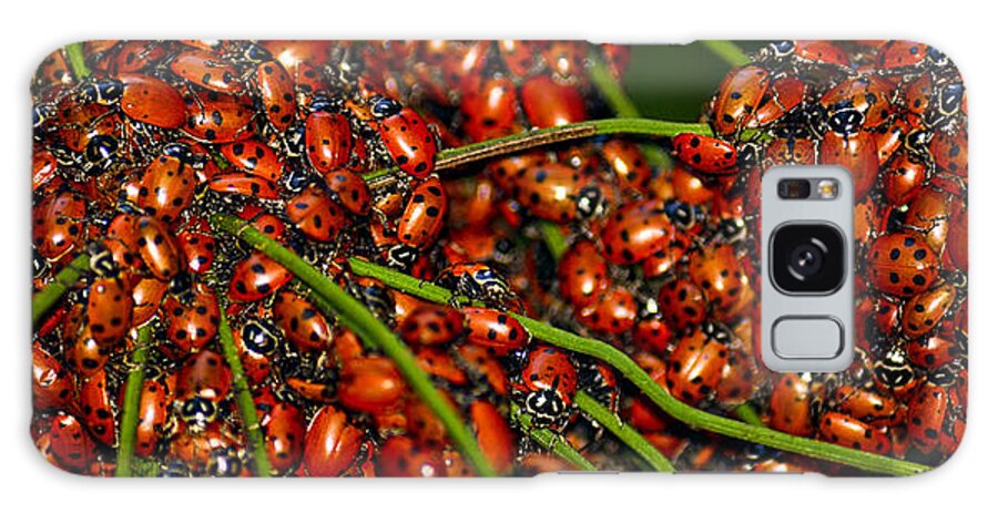 Ladybird Beetle Galaxy Case featuring the photograph Convergent Ladybird Beetles at Muir Woods by Brian Tada