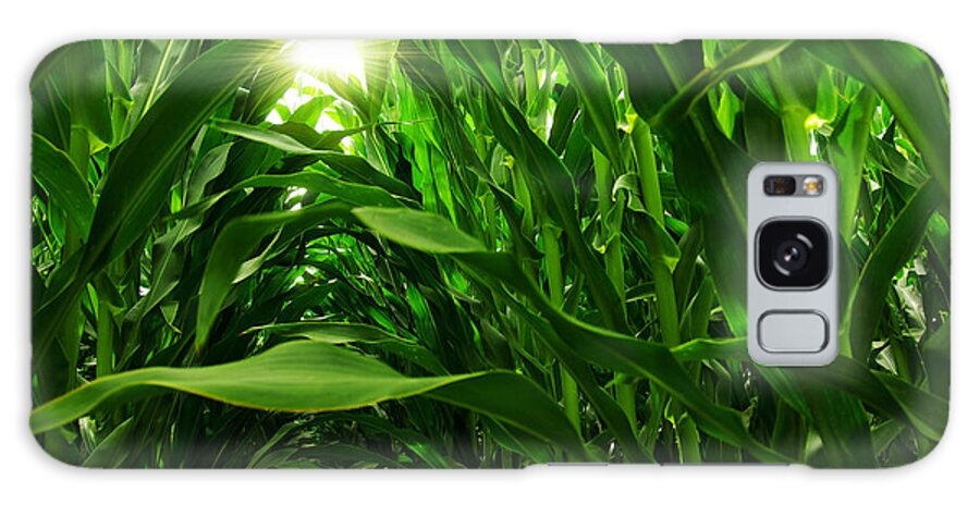 Agriculture Galaxy Case featuring the photograph Corn Field by Carlos Caetano
