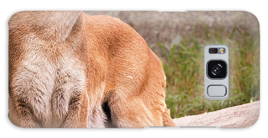 2017-08-04 Galaxy Case featuring the photograph Cougar by Phil And Karen Rispin