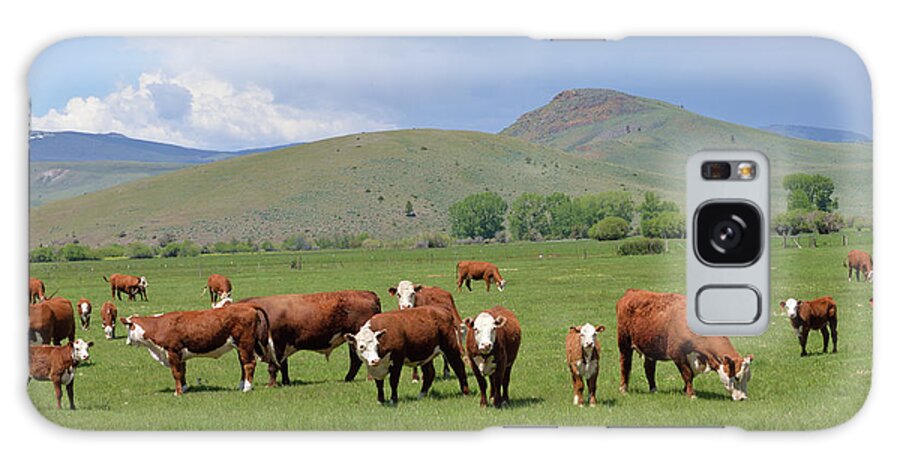 Cows Galaxy Case featuring the photograph Cows and Calves by Kae Cheatham