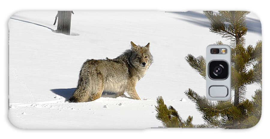 Coyote Galaxy Case featuring the photograph Coyote in Winter by Scott Read