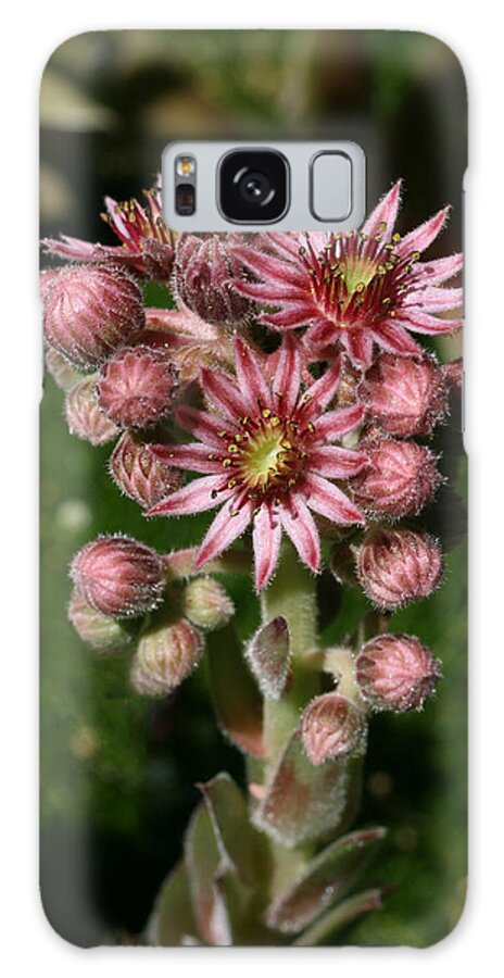 Cranberry Galaxy Case featuring the photograph Cranberry Delight by Tammy Pool