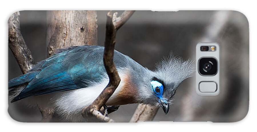 Birds Galaxy Case featuring the photograph Crested Coua by Wendy Carrington