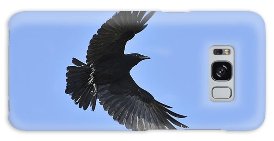Crow Galaxy S8 Case featuring the photograph Crow in flight by Bradford Martin