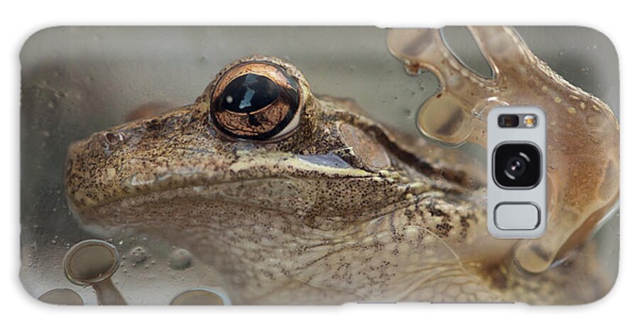 Cuban Treefrog Galaxy S8 Case featuring the photograph Cuban Treefrog by Paul Rebmann