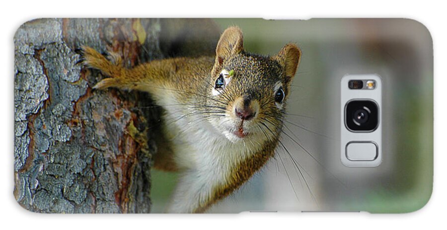 Little Red Squirrel Galaxy Case featuring the photograph Curious Alaskan Red Squirrel by Joan Wallner