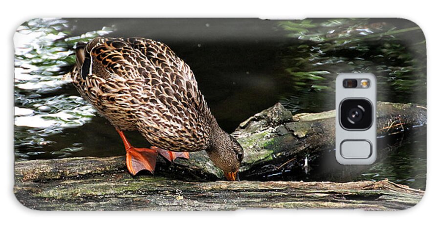 Wildlife Galaxy Case featuring the photograph Curious Duck by William Selander