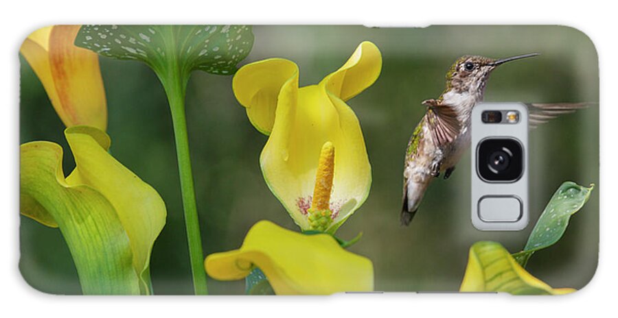 Hummingbird Galaxy Case featuring the digital art Curious One by Betsy Knapp