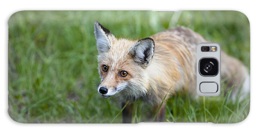 Wild Red Fox Galaxy Case featuring the photograph Curious Red Fox by Keith Kapple