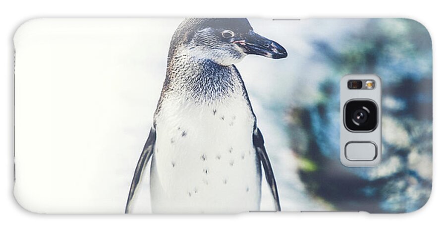 Penguin Galaxy Case featuring the photograph Cute Penguin Standing On Ice Wall Art Prints by Wall Art Prints