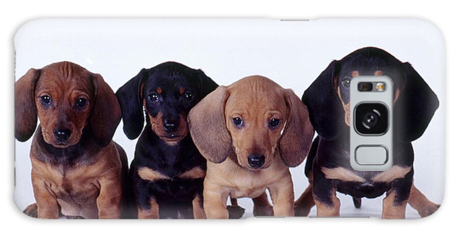 Dachshund Galaxy Case featuring the photograph Dachshund Puppies by Carolyn McKeone and Photo Researchers