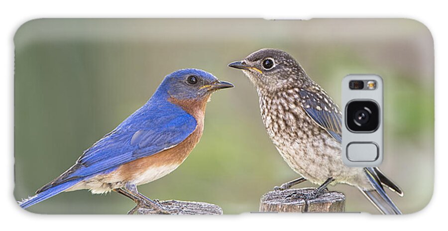 Male Eastern Bluebird Galaxy Case featuring the photograph Daddy Bluebird and Juvenile by Bonnie Barry