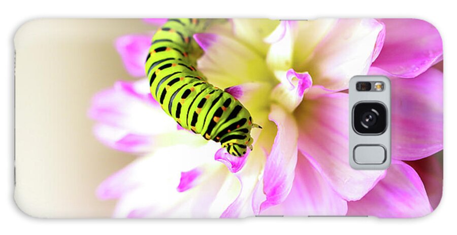 Dahlia Galaxy Case featuring the photograph Dahlia with Caterpillar by Amanda Mohler