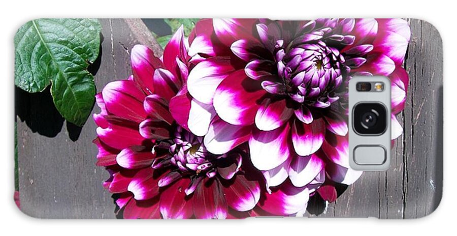 Natural Galaxy Case featuring the photograph Dahlia's through the Fence by Sharon Duguay