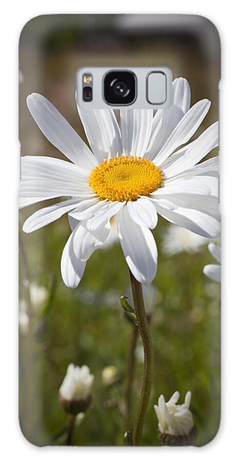 Daisy Galaxy Case featuring the photograph Daisy 1 by Kelley King