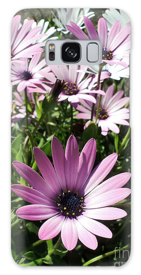 Daisy Patch Galaxy S8 Case featuring the photograph Daisy Patch by Kaye Menner