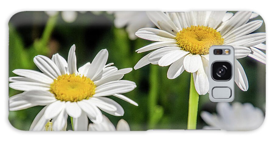 Daisy Galaxy Case featuring the photograph Dancing Daisies by Synda Whipple