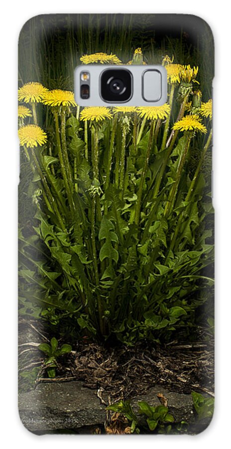Wildflower Galaxy Case featuring the photograph Dandelion Clump by Fred Denner
